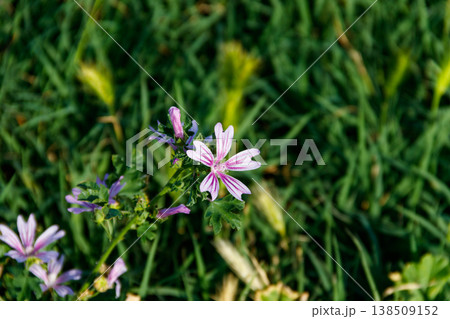 Common mallow (Malva sylvestris) on a green meadow 138509152