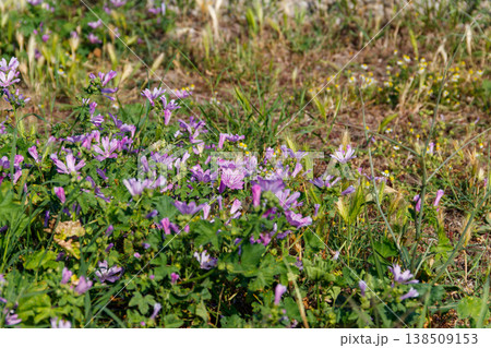 Common mallow (Malva sylvestris) on a green meadow 138509153