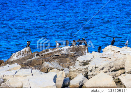 Flock of great cormorants (Phalacrocorax carbo) on the stones near a sea 138509154