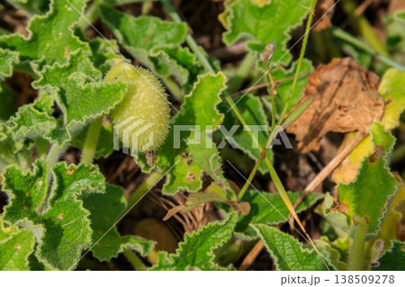 Green plant of the squirting cucumber or exploding cucumber (Ecballium elaterium) Green plant of the squirting cucumber or exploding cucumber (Ecballium elaterium) 138509278