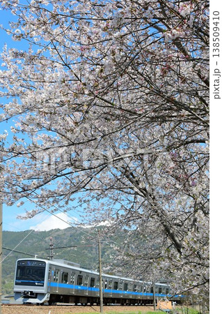 小田急3000形と桜 小田急3000形と桜 138509410
