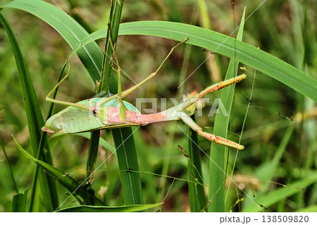 ムネアカハラビロカマキリ ムネアカハラビロカマキリ 138509820