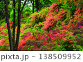 【 埼玉県 】東秩父村  二本木峠  つつじ咲く頃 138509952