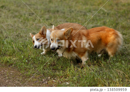 Corgis Running Happily. Two Lively Corgi Dogs Race Through Grassy Open Land With Enthusiasm 138509959