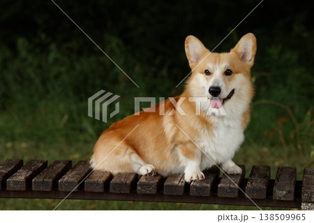 Joyful Corgi Photo. Cheerful Corgi Dog Looks At Camera With Sunny Smile And Bright Eyes 138509965