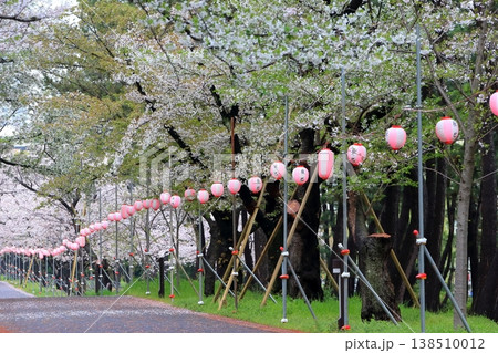 満開の桜 満開の桜 138510012