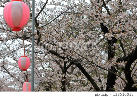 満開の桜 満開の桜 138510013