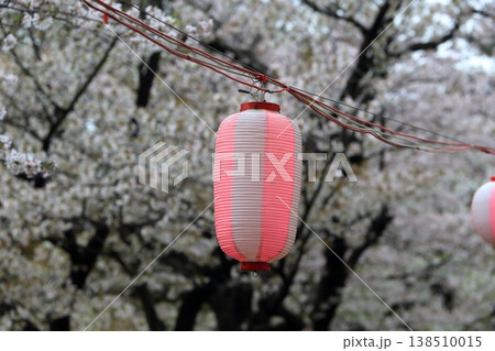 満開の桜 満開の桜 138510015