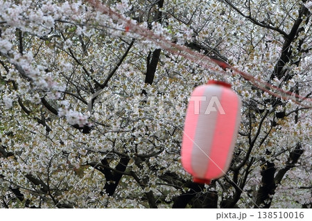 満開の桜 満開の桜 138510016