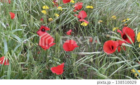 A close-up shot of red poppies and orange daisies. Wildflowers bloom in spring. A close-up shot of red poppies and orange daisies. Wildflowers bloom in spring. 138510029
