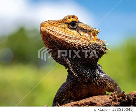 トカゲ 138510049