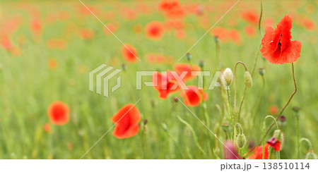 Bright red wild poppy flowers growing in field of green unripe wheat, closeup detail, blurred empty space for text left side 138510114