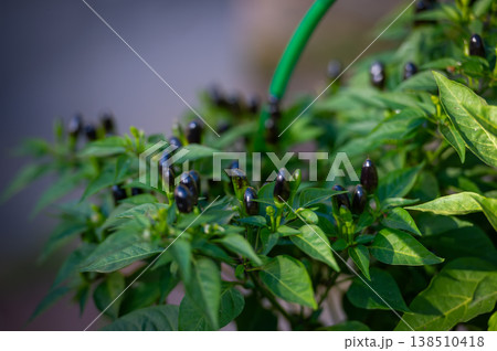 Dark Purple Hot Peppers (Capsicum) on a Lush Green Plant Dark Purple Hot Peppers (Capsicum) on a Lush Green Plant 138510418