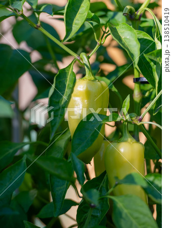 Ripe Yellow Peppers on a Lush Plant 138510419
