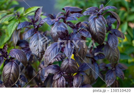 Purple Basil in Full Bloom Purple Basil in Full Bloom 138510420