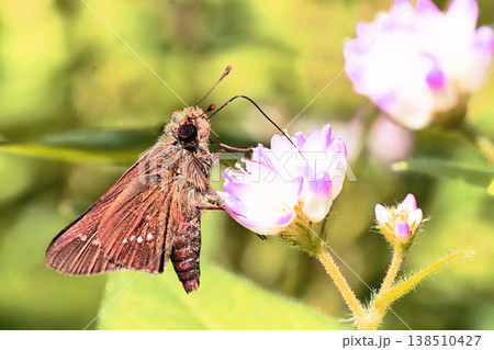 ミゾソバを吸蜜中のセセリチョウの一種 138510427