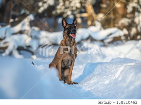 Belgian Malinois in Snowy Landscape 138510462
