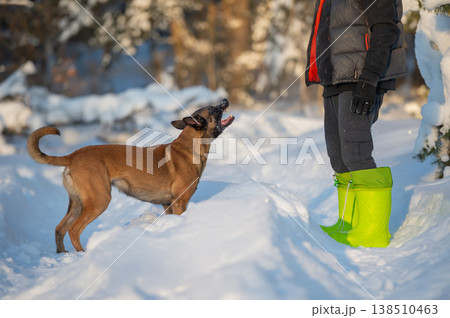Belgian Malinois Playing in Snow with Owner 138510463