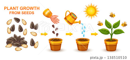 Garden plant growth stage, sunflower herb seeding planting, seed sowing in ground. Houseplant growing development life cycle. Agriculture green seedling cultivation. Grain germination in soil vector Garden plant growth stage, sunflower herb seeding planting, seed sowing in ground. Houseplant growing development life cycle. Agriculture green seedling cultivation. Grain germination in soil vector 138510510