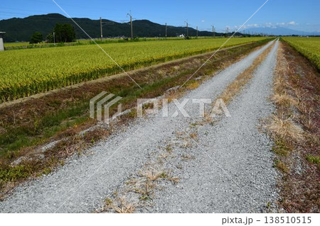 農道と田園風景 山形県庄内 138510515