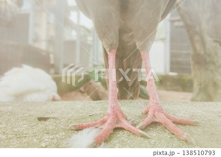 Close-Up of Bird Leg with Pink Foot in Natural Habitat Setting Close-Up of Bird Leg with Pink Foot in Natural Habitat Setting 138510793