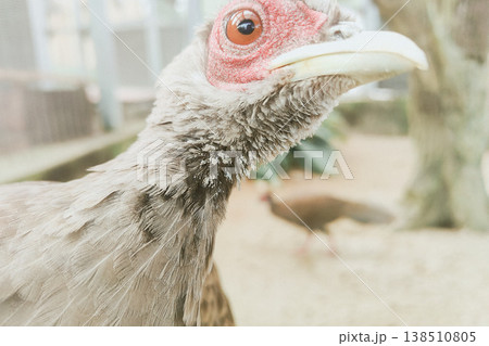 Close-Up of Bird with Red Eye and Detailed Feather Texture 138510805
