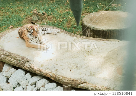 Majestic Tiger Resting on Stone Surface in Lush Green Natural Environment Majestic Tiger Resting on Stone Surface in Lush Green Natural Environment 138510841