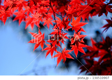 京都の紅葉 京都の紅葉 138510907