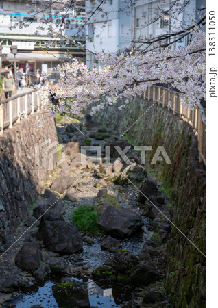 満開の桜と王子駅を走る電車 音無親水公園の春の風景 都会の自然 観光地 東京 満開の桜と王子駅を走る電車 音無親水公園の春の風景 都会の自然 観光地 東京 138511050