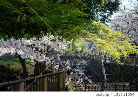 満開の桜と新緑の風景 伝統的な太鼓橋とお花見を楽しむ人々 音無親水公園 東京 日本の春 観光 満開の桜と新緑の風景 伝統的な太鼓橋とお花見を楽しむ人々 音無親水公園 東京 日本の春 観光 138511054