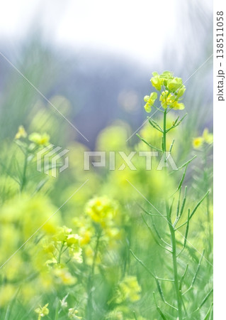 ソフトフォーカスの菜の花、明るい光と優しいボケ、幻想的、縦位置 ソフトフォーカスの菜の花、明るい光と優しいボケ、幻想的、縦位置 138511058