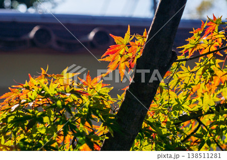 黄色に染まった紅葉 黄色に染まった紅葉 138511281