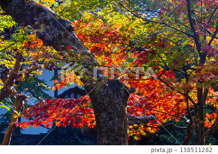 紅葉に包まれた秋のイメージ 紅葉に包まれた秋のイメージ 138511282