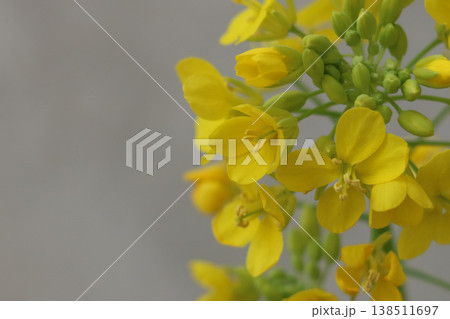 カブの花 カブの花 138511697