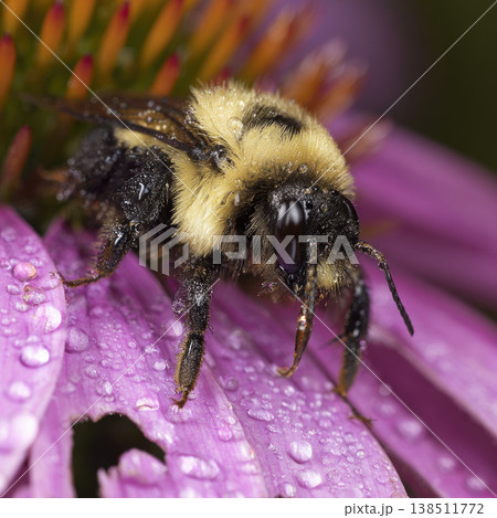 Peaceful bumblebee rests on purple flower covered in water drop after rain aiding native meadow restoration efforts captured in beautiful macro photography highlighting natural ecology 138511772