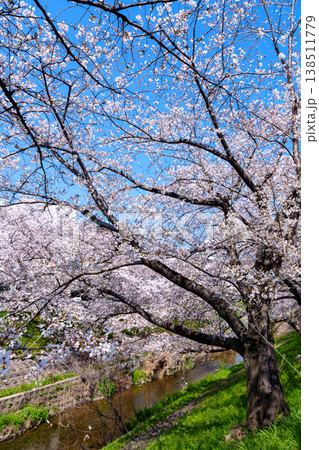 2026春 満開を迎えた佐保の桜 花数を減らしつつもけなげに咲く桜 2026春 満開を迎えた佐保の桜 花数を減らしつつもけなげに咲く桜 138511779