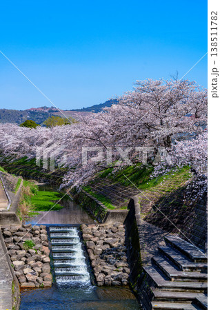 2026春　満開を迎えた佐保の桜　澄み渡った空と桜 138511782