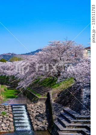 2026春 満開を迎えた佐保の桜 階段状の滝と桜 2026春 満開を迎えた佐保の桜 階段状の滝と桜 138511783