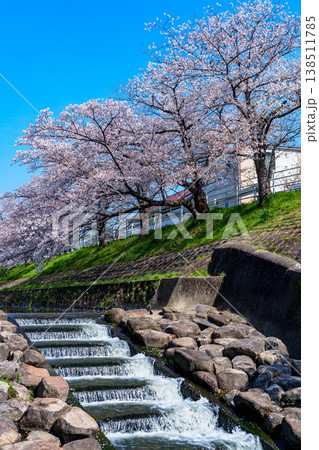 2026春　満開を迎えた佐保の桜　滝を流れ下る佐保の流れと桜 138511785