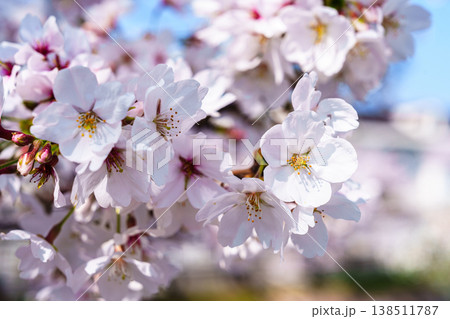 2026春　満開を迎えた佐保の桜　　中心部が赤くなり始めた桜の花② 138511787