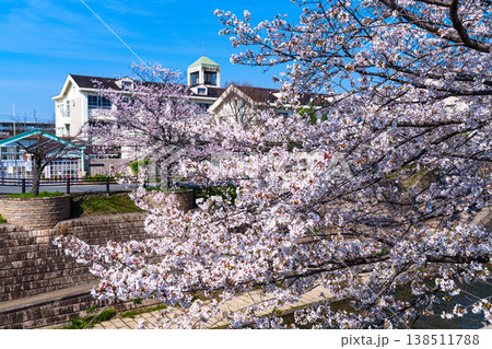 2026春 満開を迎えた佐保の桜 佐保川小学校を背にして咲く桜 2026春 満開を迎えた佐保の桜 佐保川小学校を背にして咲く桜 138511788