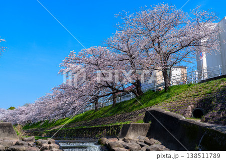 2026春　満開を迎えた佐保の桜　堤防上の桜並木 138511789