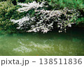緑の池と桜とフレクション 138511836