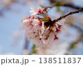 桜と春の空　クローズアップ 138511837