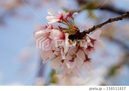 桜と春の空　クローズアップ 138511837