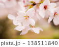 桜クローズアップ 138511840