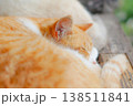 まどろむ猫　クローズアップ 138511841