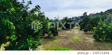 A close-up shot of orange trees in a garden in spring. Orange trees in bloom and with ripe fruit in a citrus orchard. A close-up shot of orange trees in a garden in spring. Orange trees in bloom and with ripe fruit in a citrus orchard. 138511848
