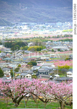 花桃 花桃 138512060