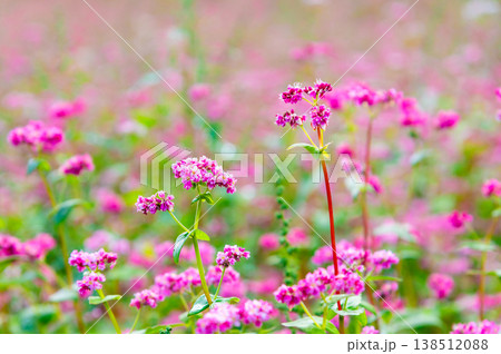 信州 赤そばの里　ピンクの絨毯 138512088